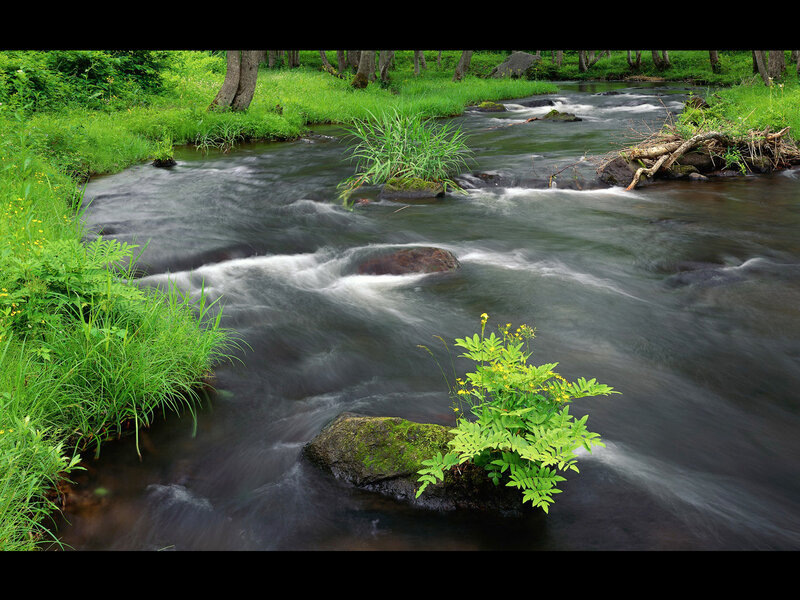 Stream Flowing Through Forest — Green, Serene, Summer, Photograph, Trees
