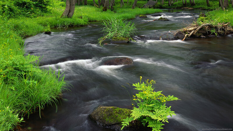 Stream Flowing Through Forest — Green, Serene, Summer