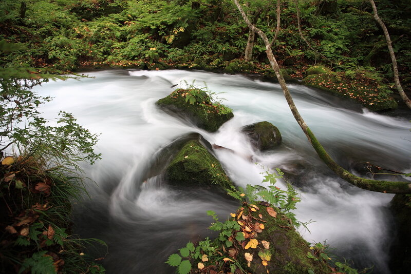 Stream Flowing Through Forest — Green, Serene