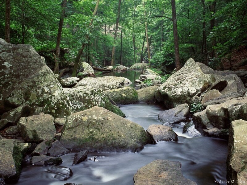 Stream Flowing Through Forest — Green