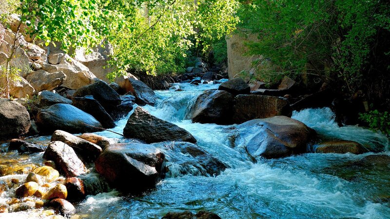 Stream flowing through forest rocks