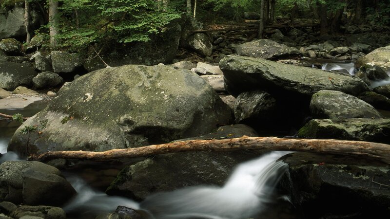 Stream flowing through forest rocks
