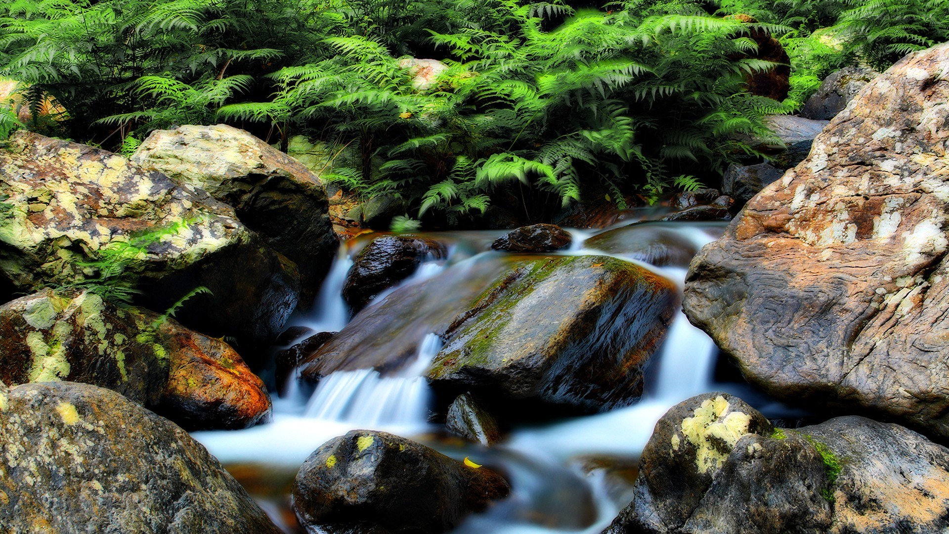 Stream flowing through forest rocks