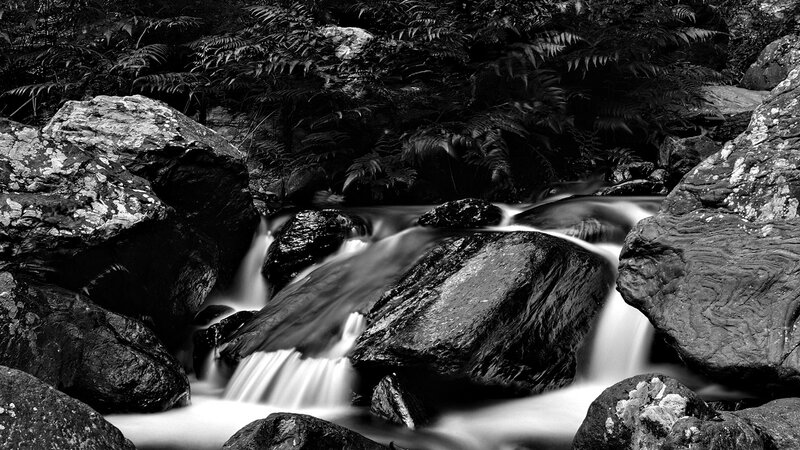 Stream flowing through forest rocks