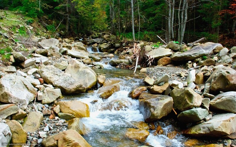 Stream flowing through forest rocks