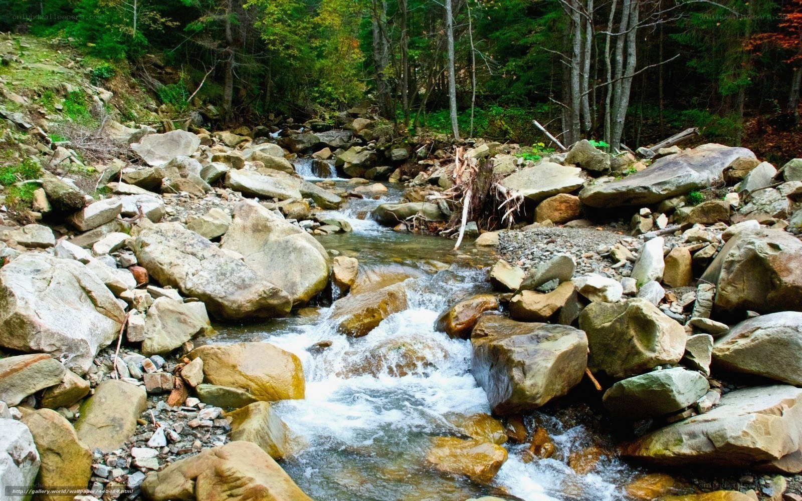 Stream flowing through forest rocks