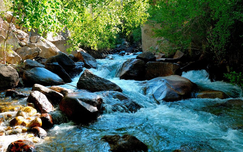 Stream flowing through forest rocks