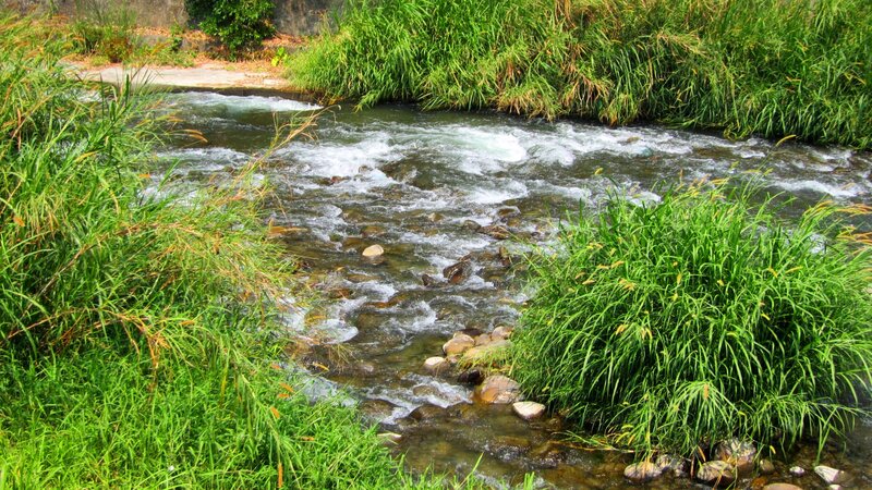 Stream Flowing Through Grass