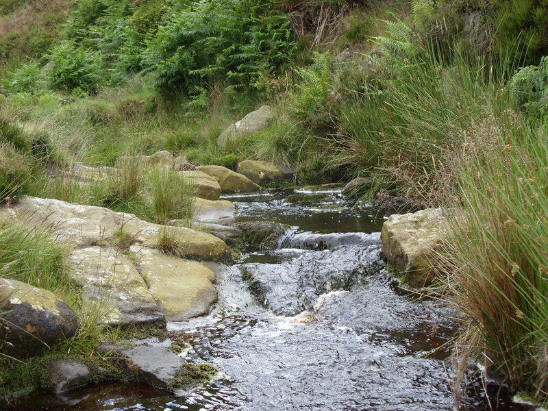 Stream flowing through grassy landscape