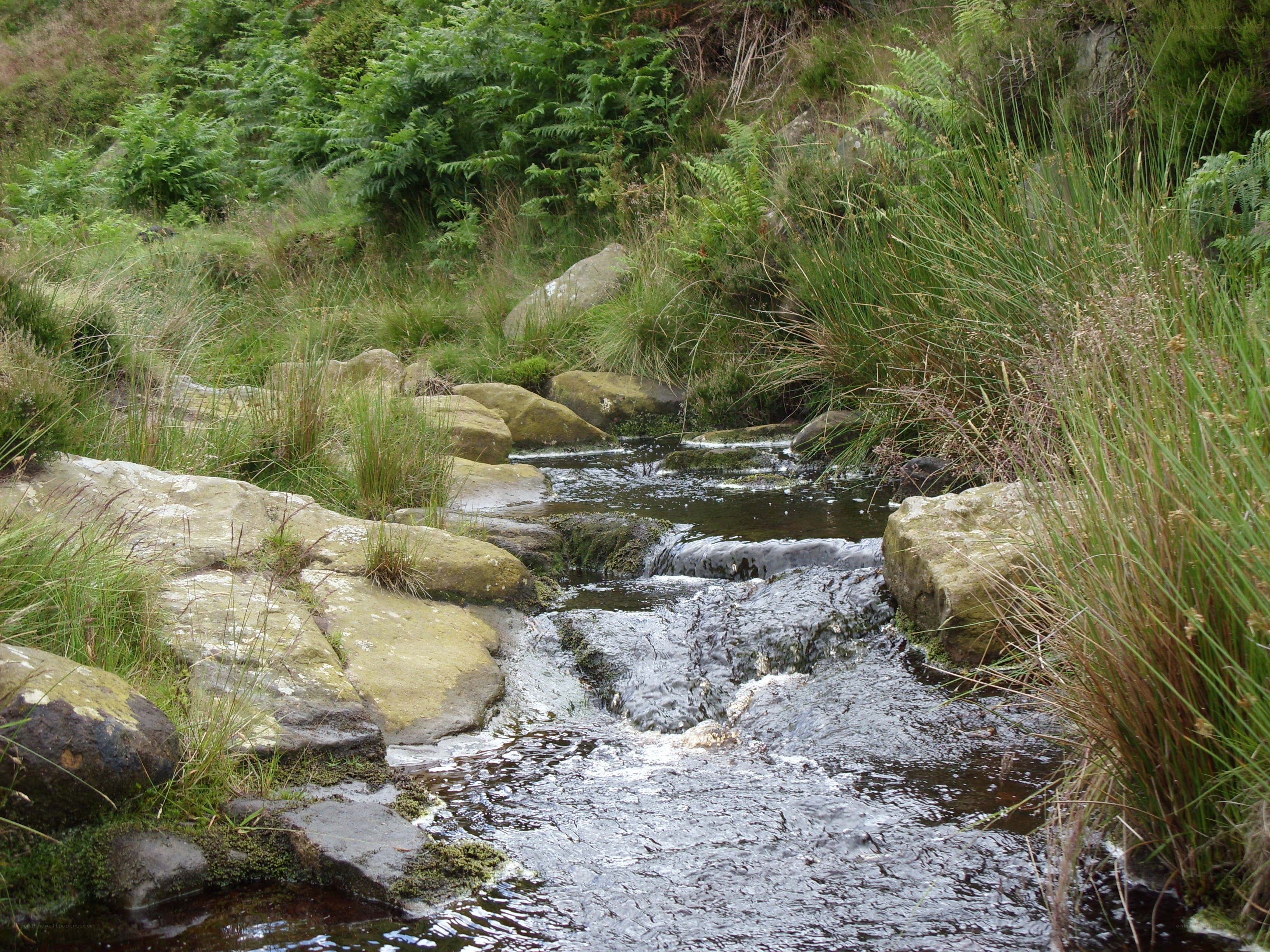 Stream flowing through grassy landscape