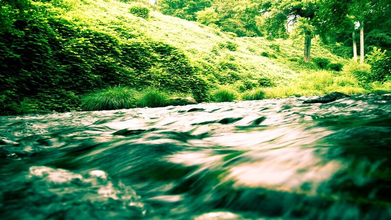 Stream flowing through green forest