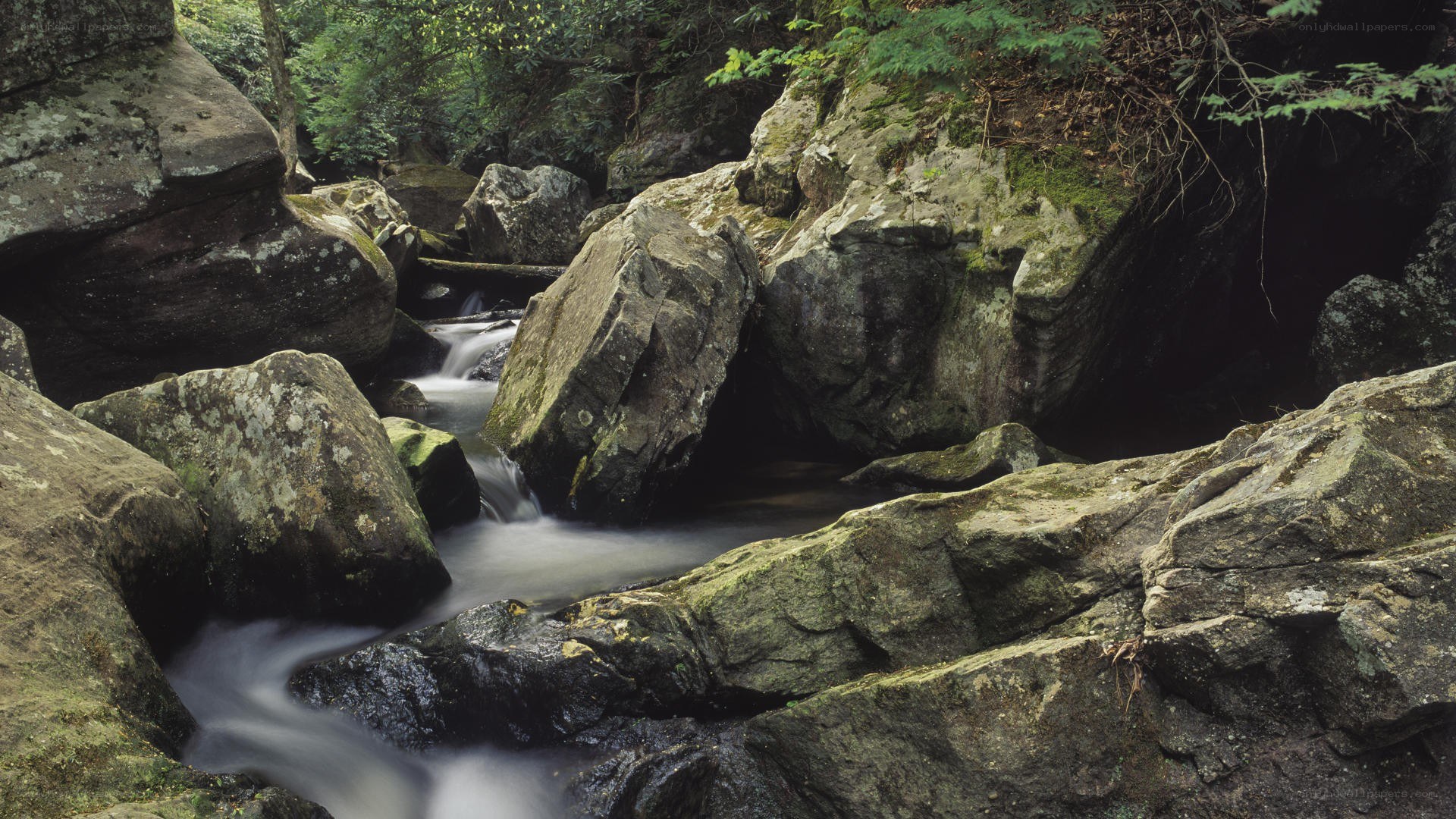 Stream flowing through rocky forest