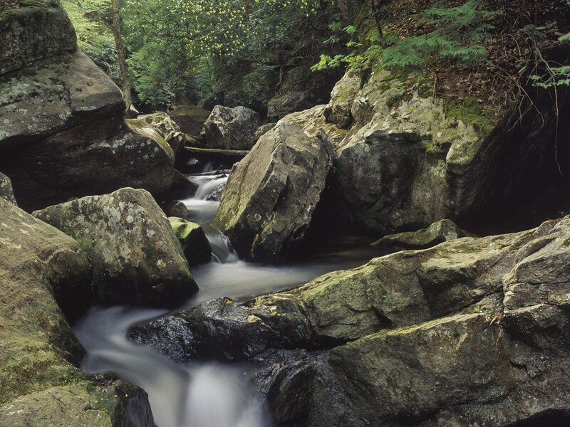 Stream flowing through rocky forest