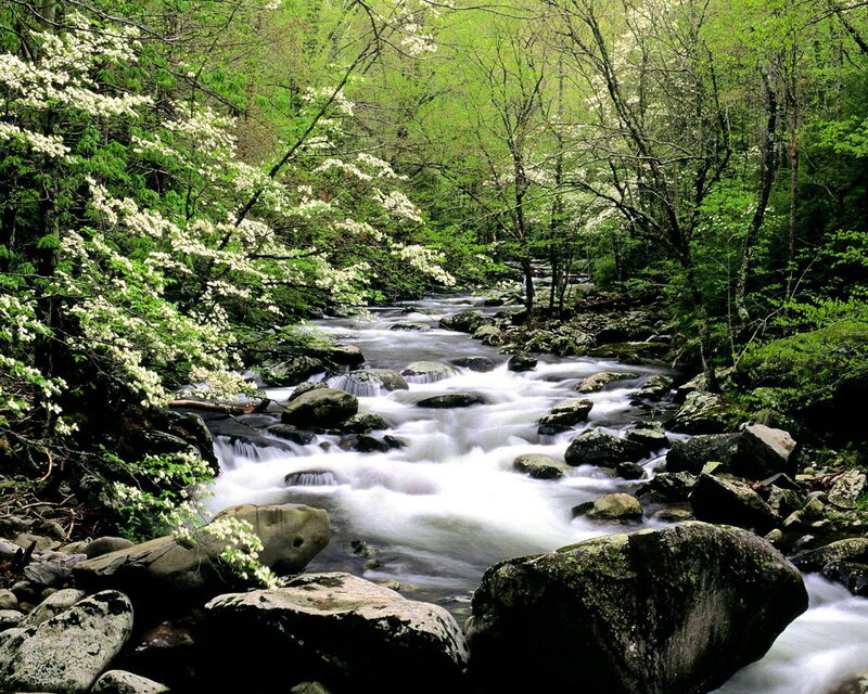 Stream in a blooming forest