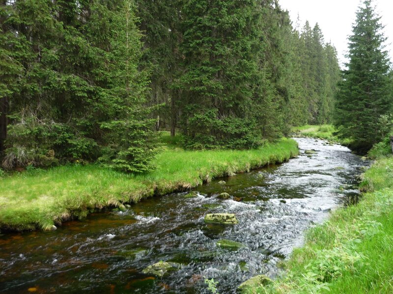 Stream in a forest