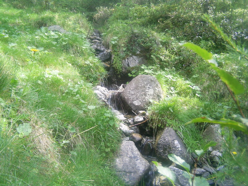 Stream in a forest