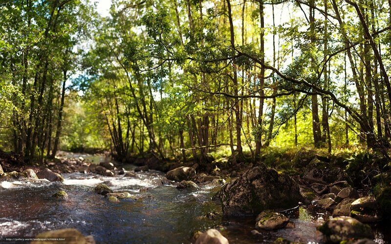 Stream in a forest