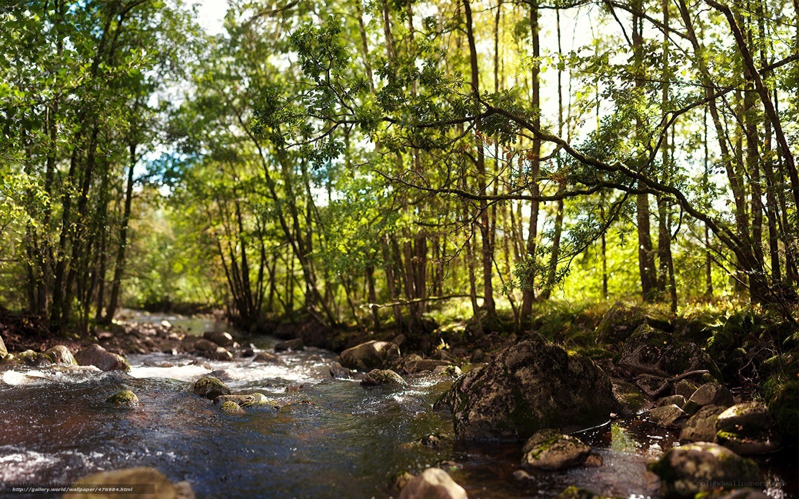 Stream in a forest
