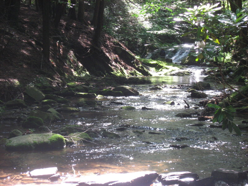Stream in a forest