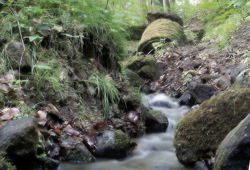 Stream in a forest