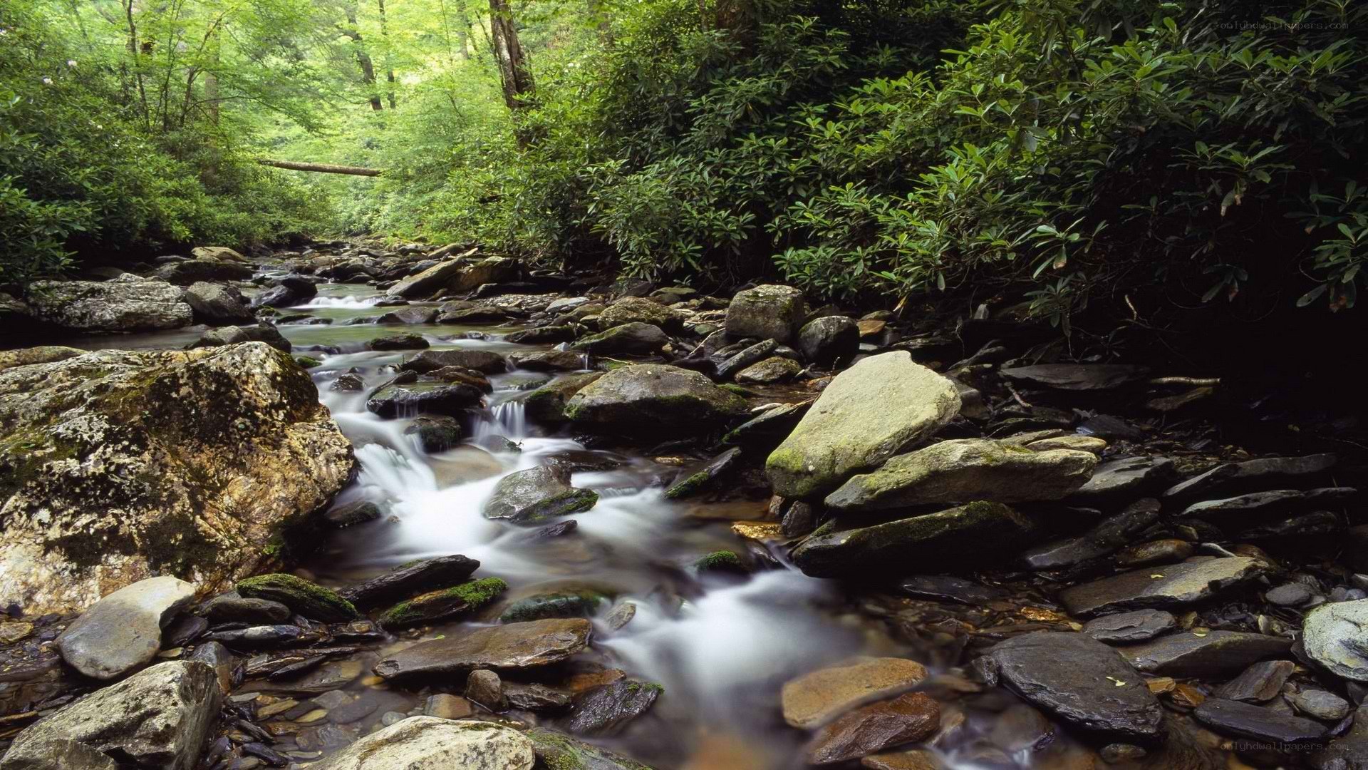 Stream in a forest