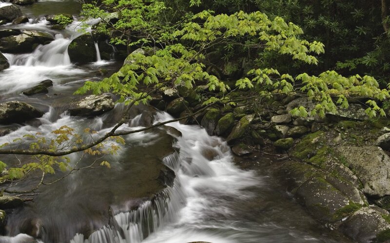 Stream in a forest