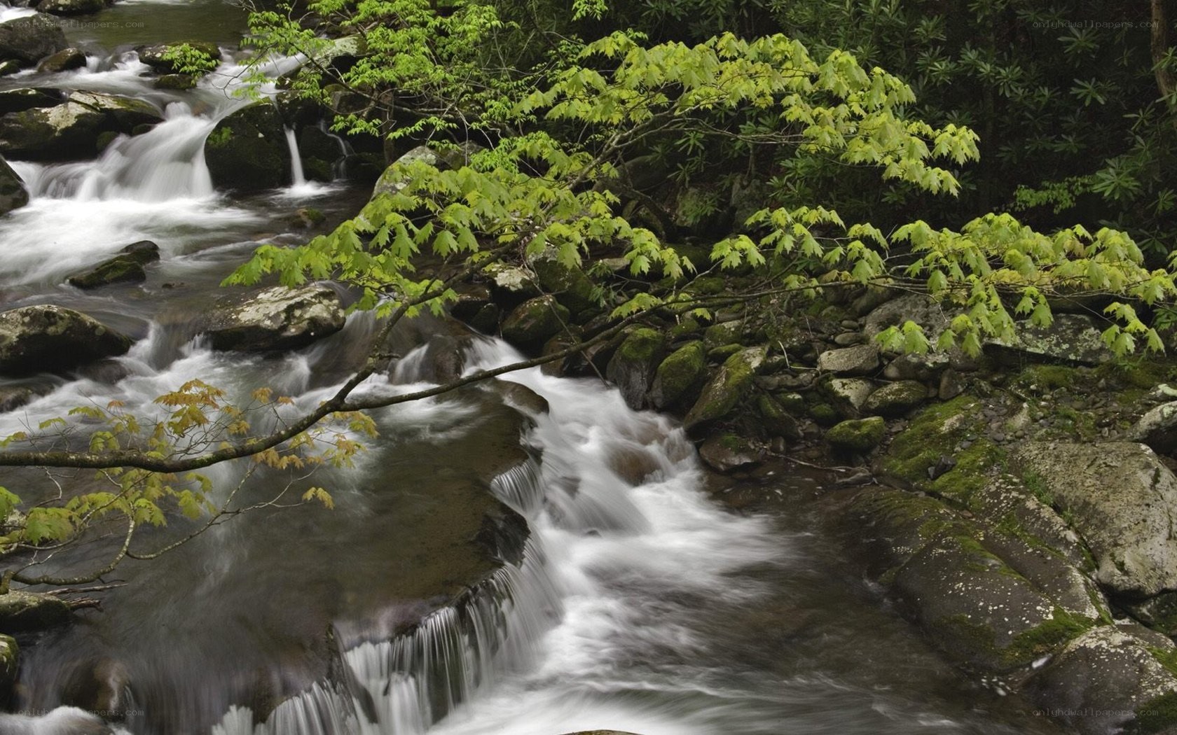 Stream in a forest