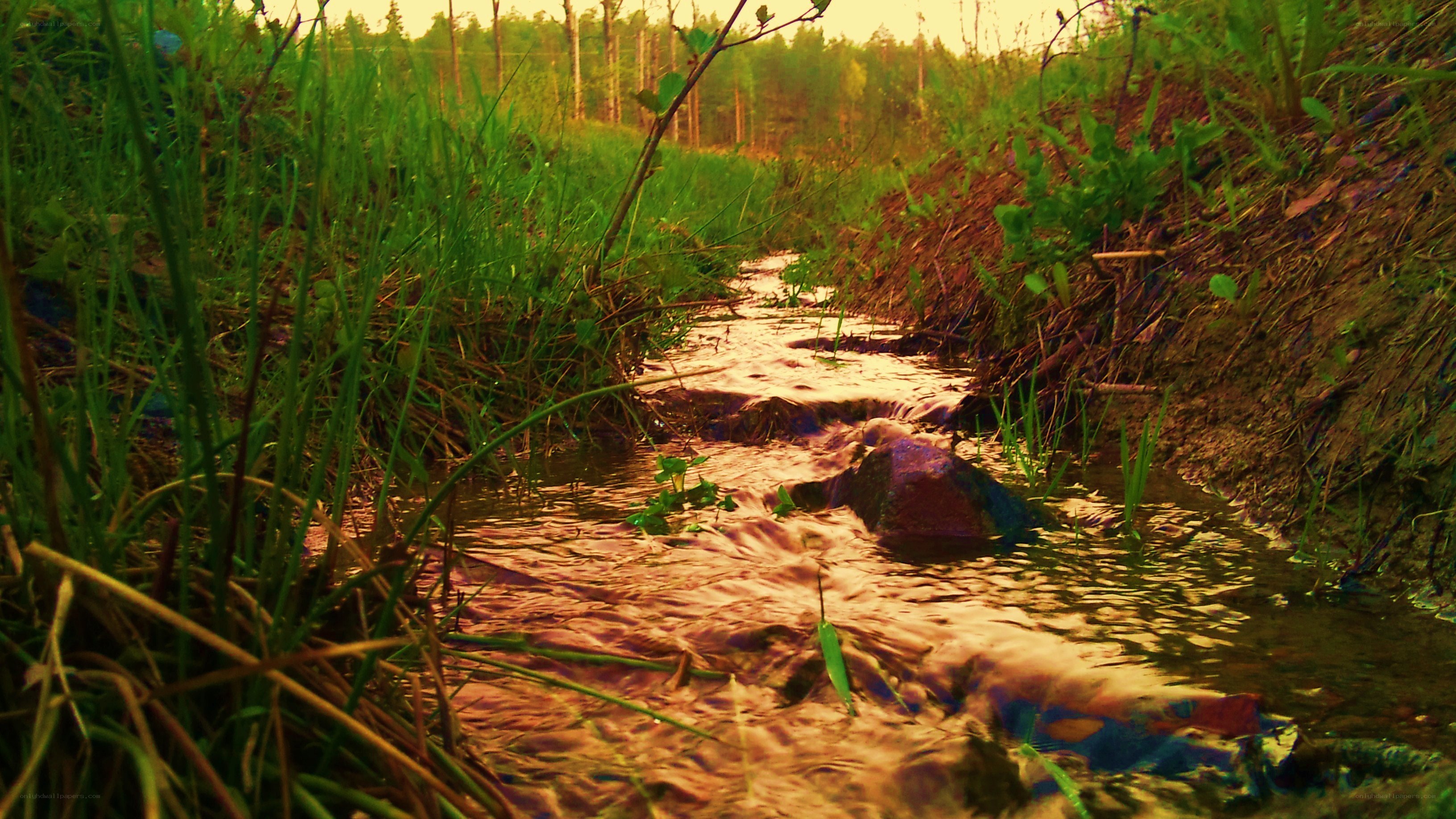 Stream in a forest at sunset