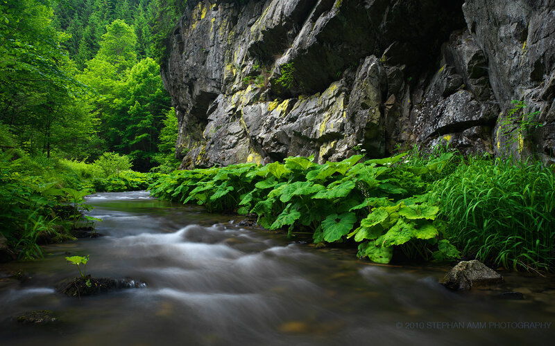 Stream in a forest canyon