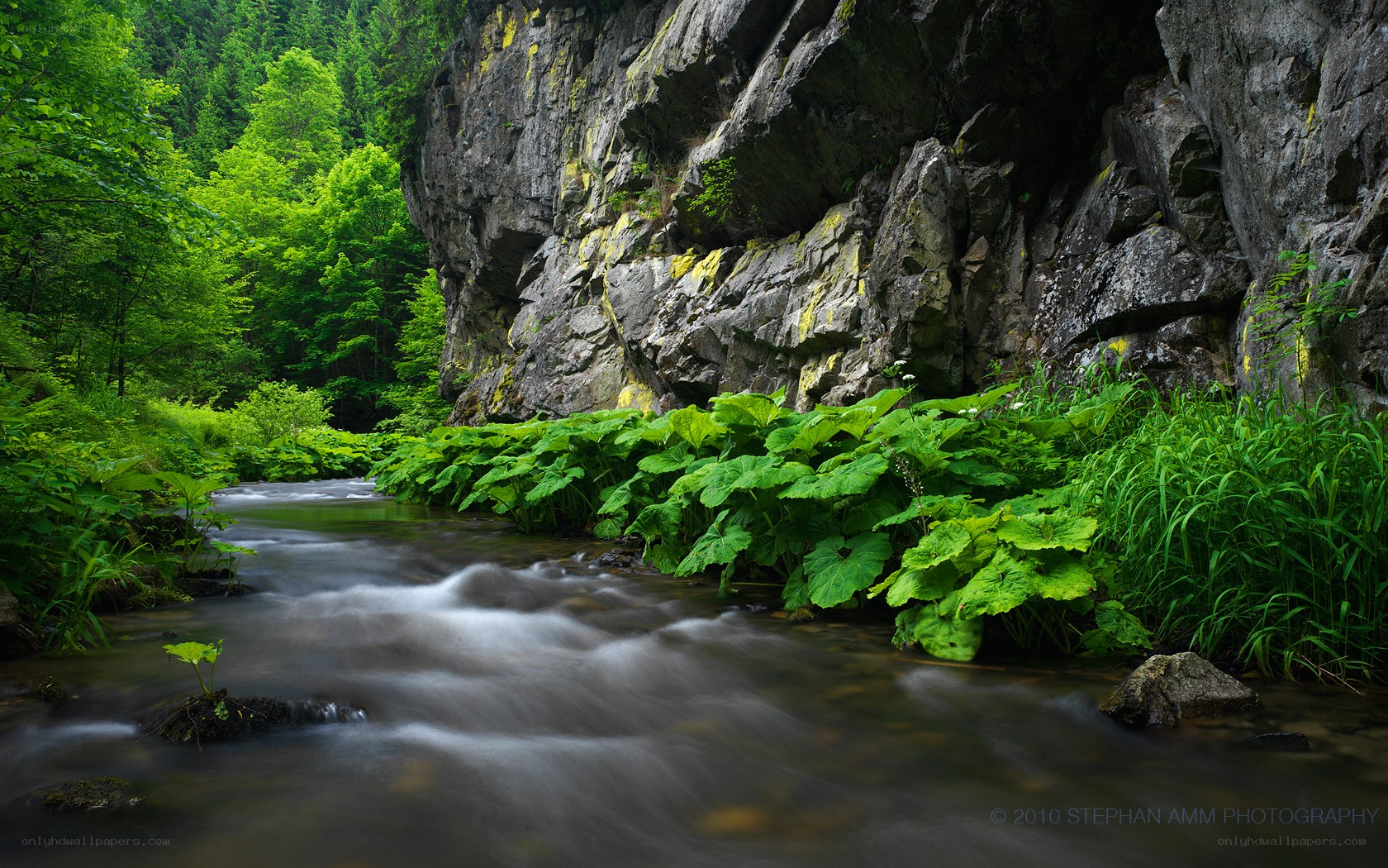 Stream in a forest canyon