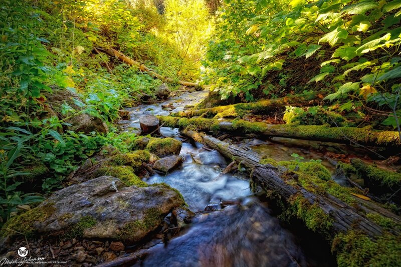 Stream in a forest clearing