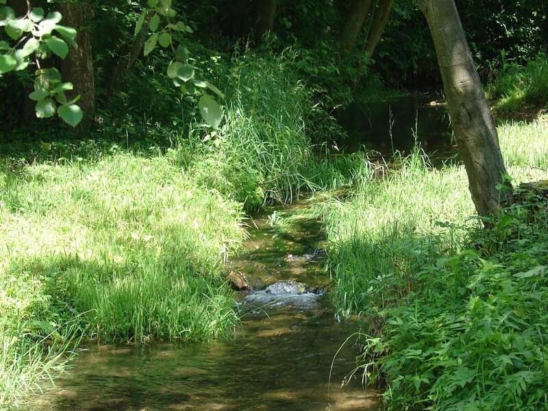 Stream in a forest clearing