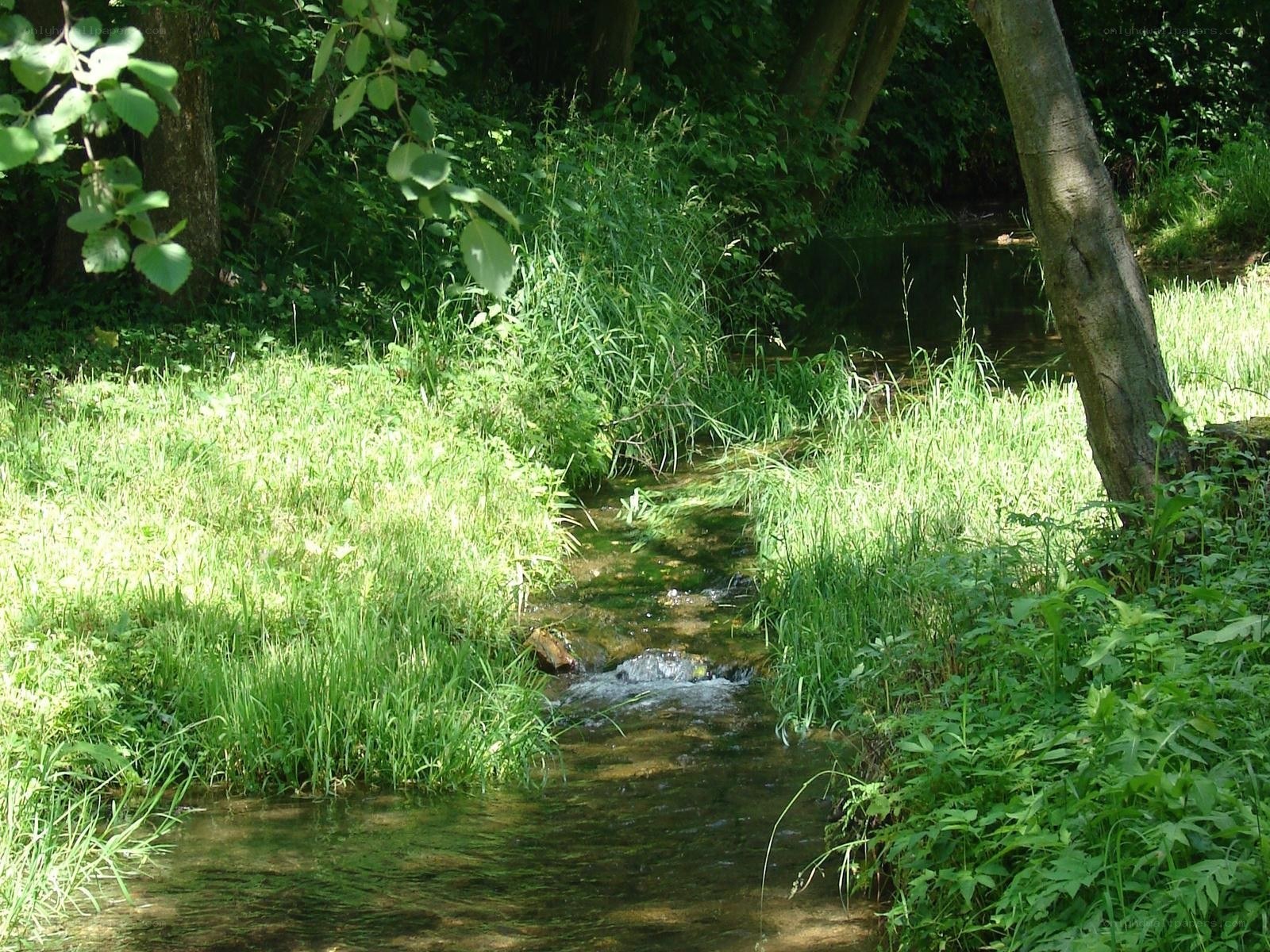 Stream in a forest clearing