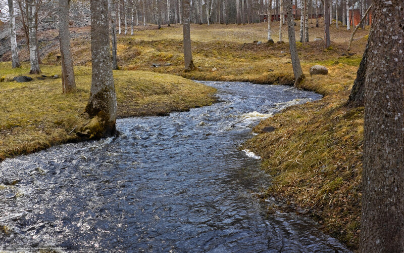 Stream in a forest clearing