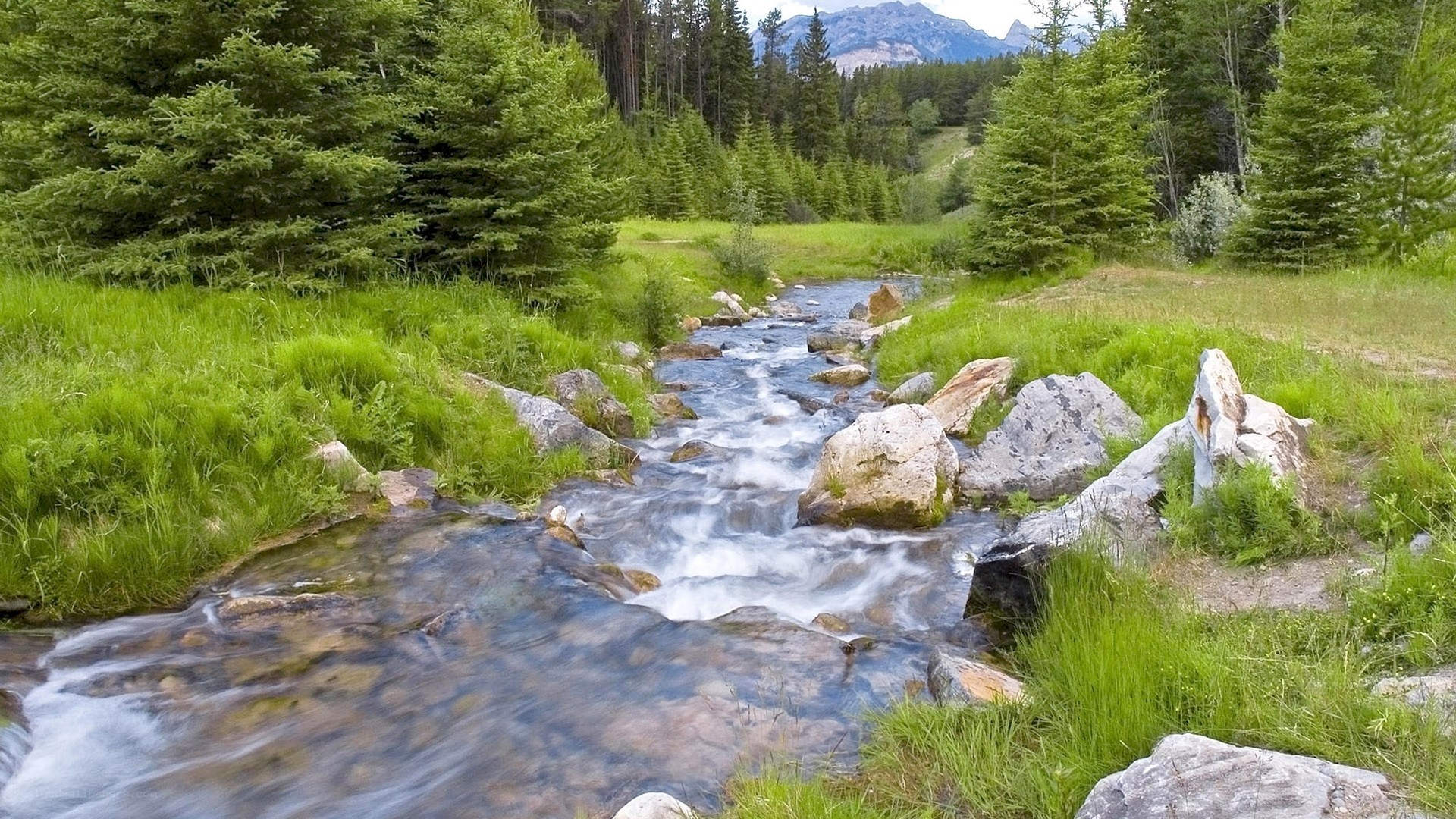 Stream in a forest valley
