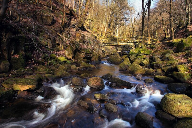Stream in a forest with a wooden bridge