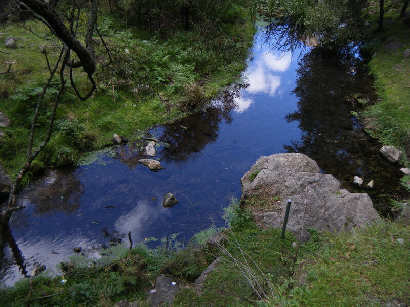 Stream in a forested area