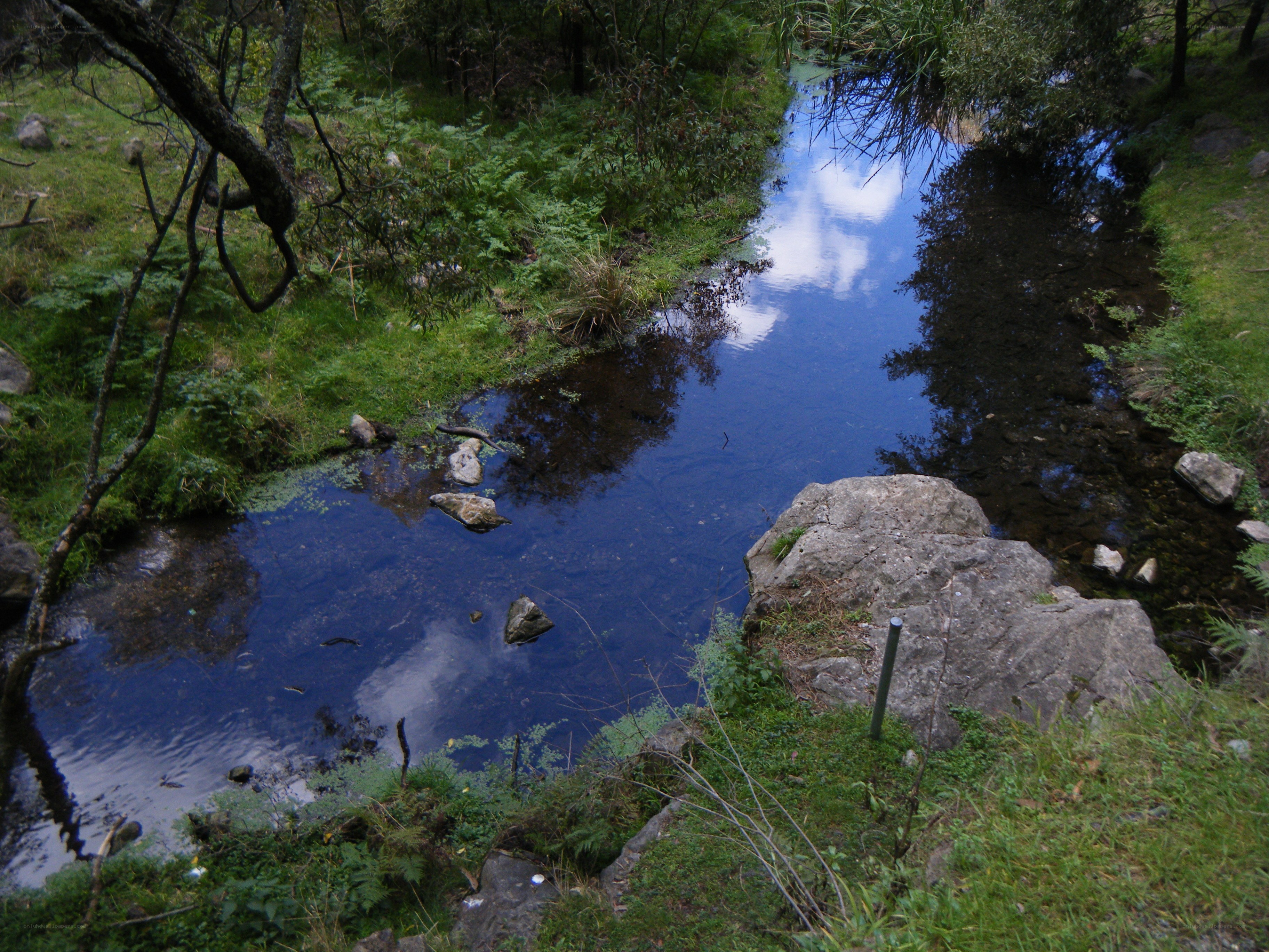 Stream in a forested area