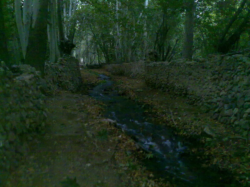 Stream in a forested area