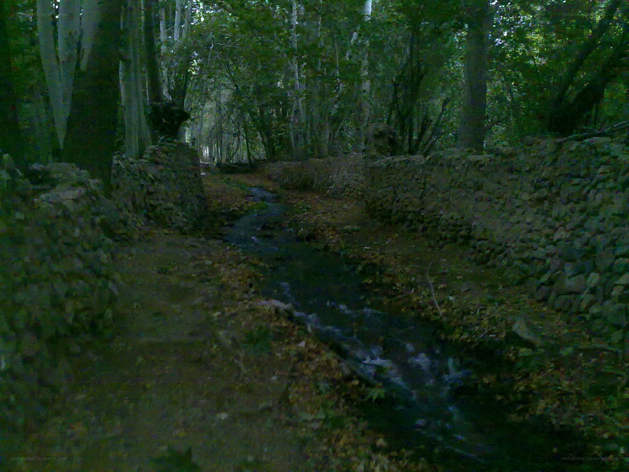 Stream in a forested area