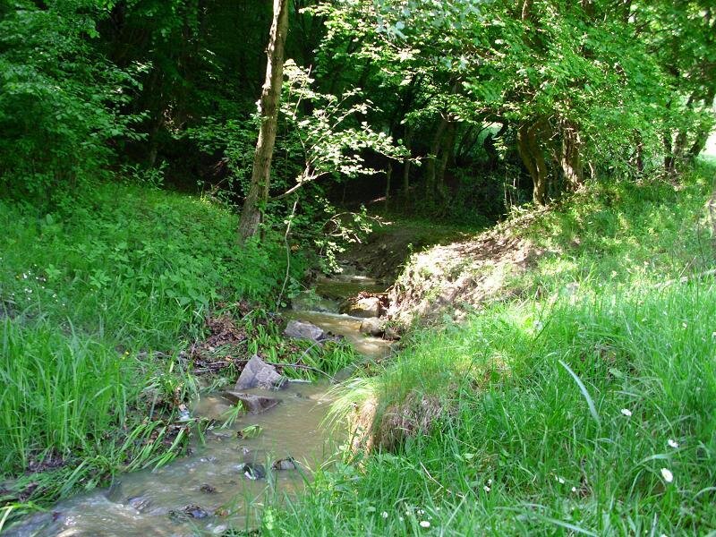 Stream in a forested area