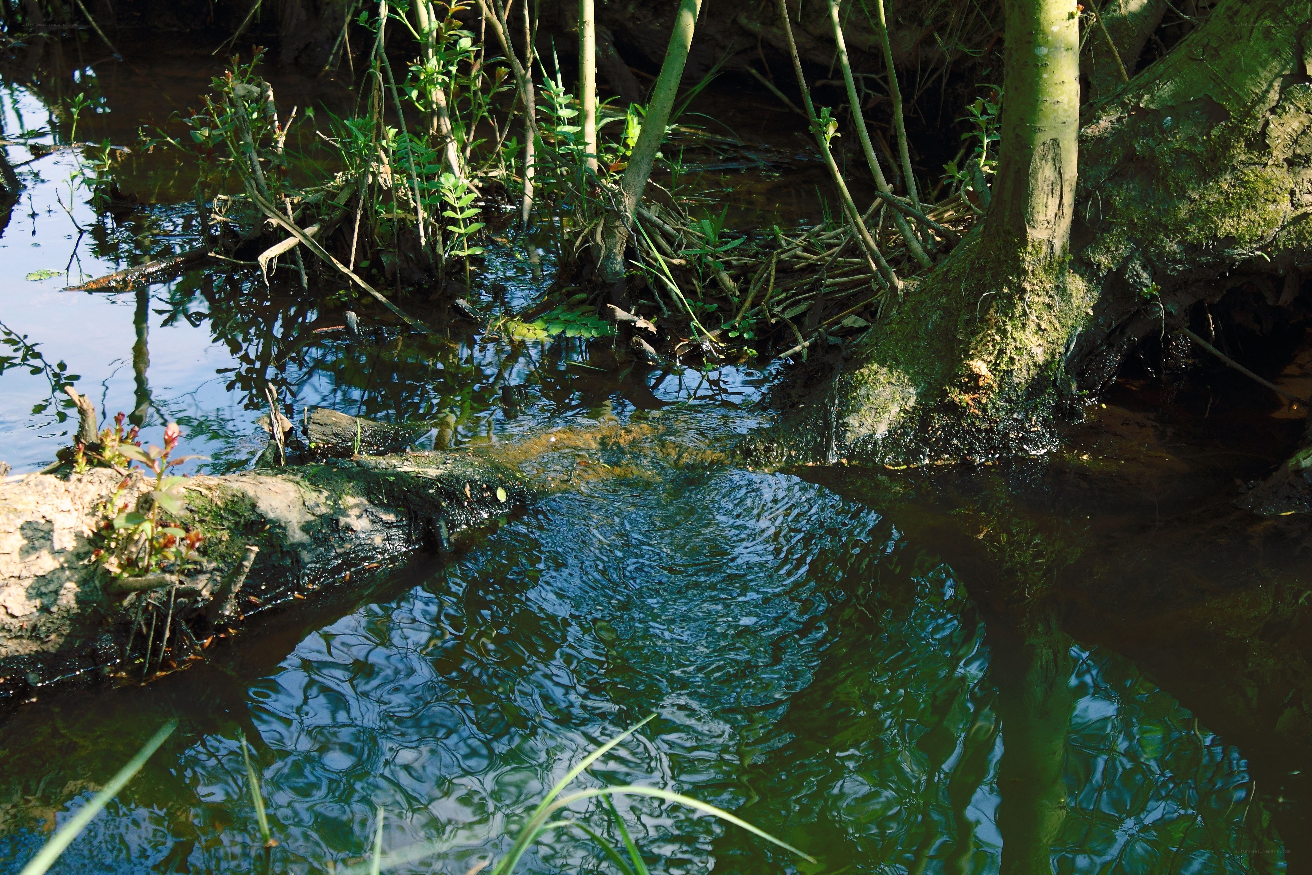 Stream in a forested area