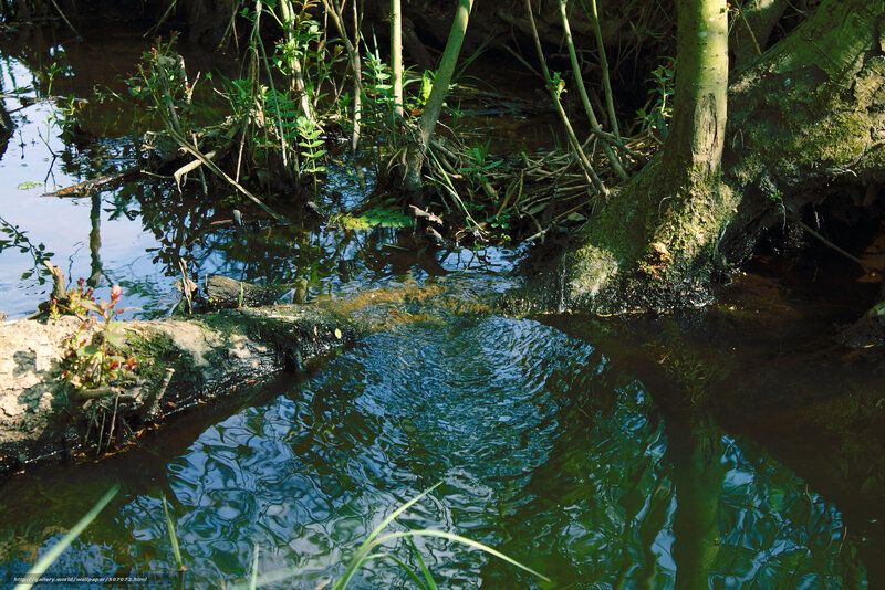 Stream in a forested area
