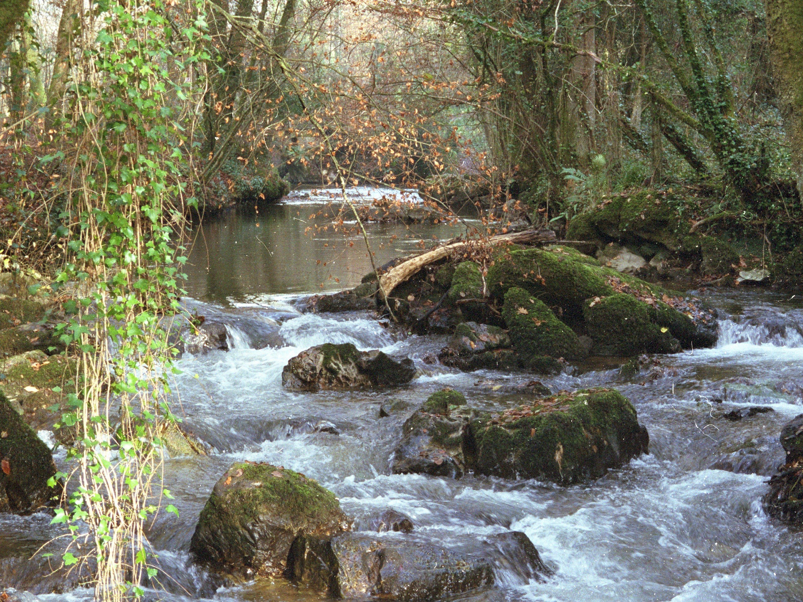 Stream in a forested area