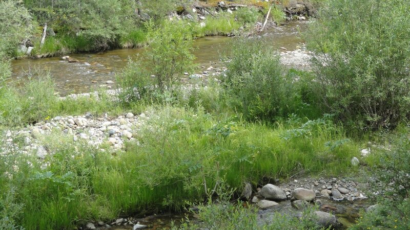 Stream in a forested area