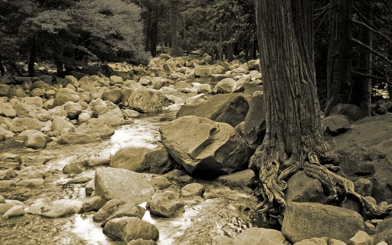 Stream in a forested area