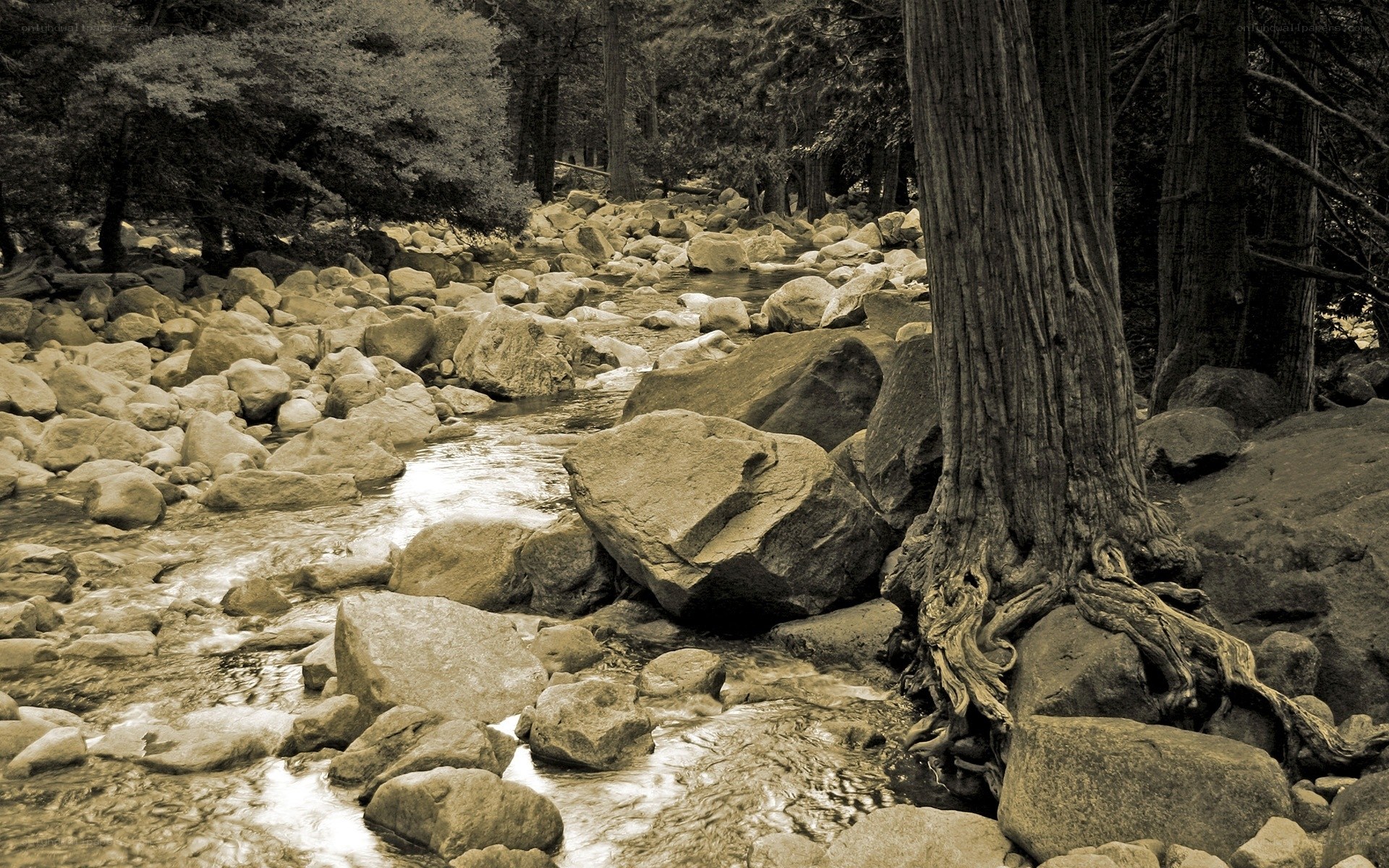Stream in a forested area