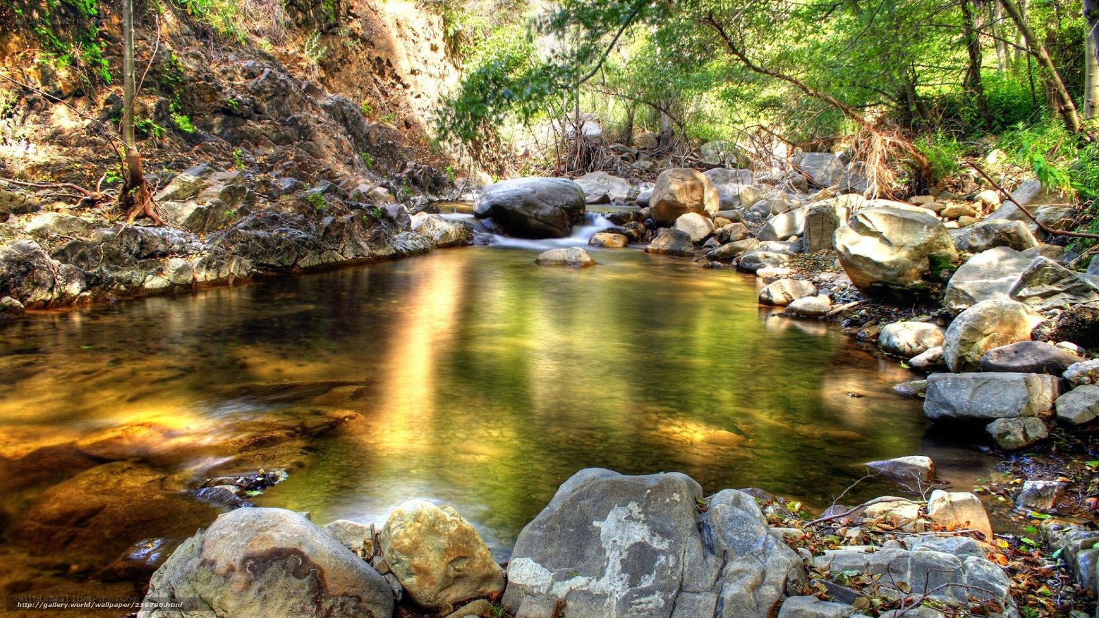 Stream in a forested canyon