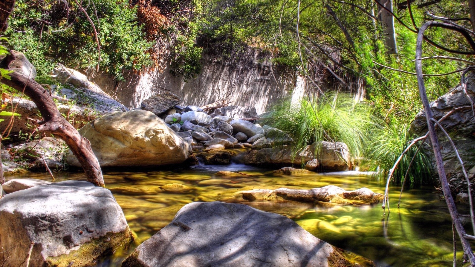 Stream in a forested canyon