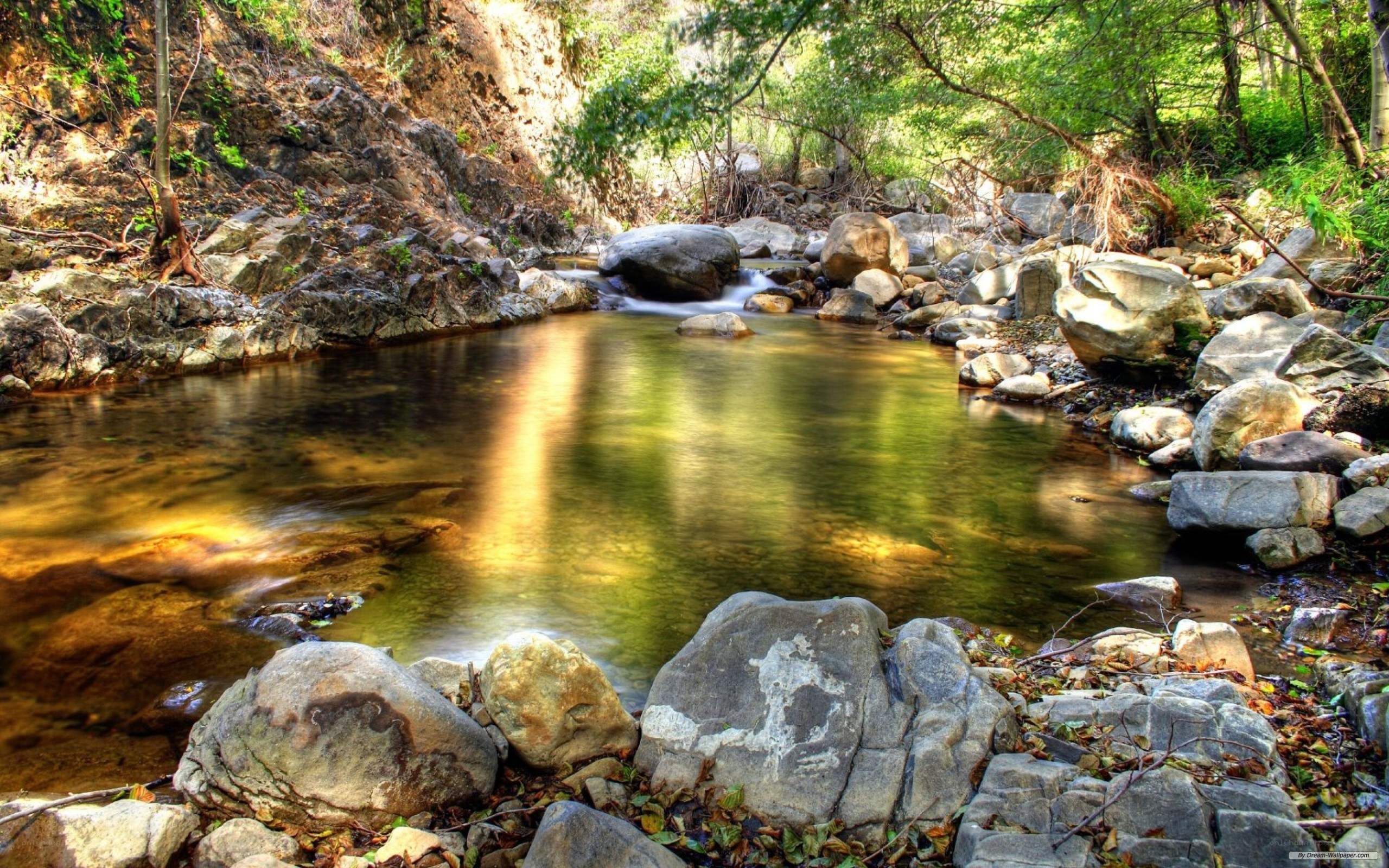 Stream in a forested canyon